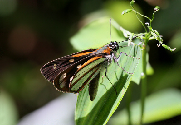 Coryna Skipper