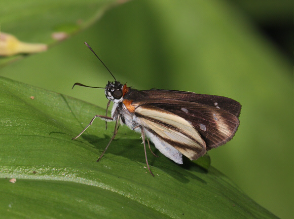 Marcus Skipper