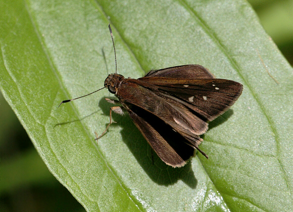 Vettius marcus, Santa Fe de Antioquoia, Colombia - Adrian Hoskins