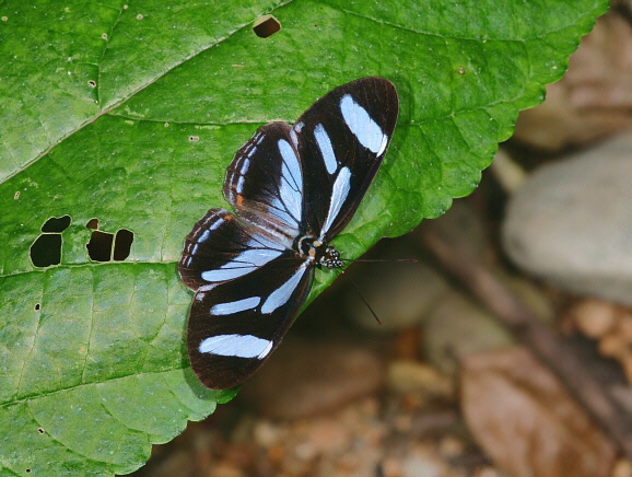 Vila%20azeca%20604a - Learn Butterflies