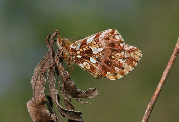 Weaver s%20Fritillary%20UNS%20PBJ001a - Learn Butterflies