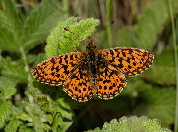 Weaver’s Fritillary