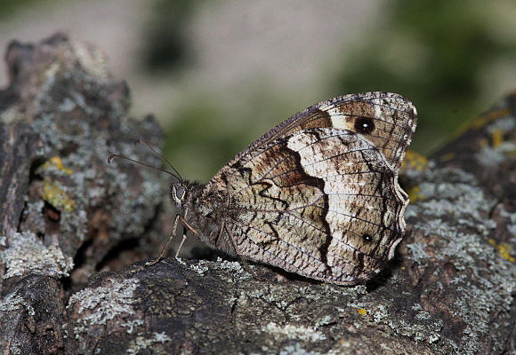 Eastern Rock Grayling