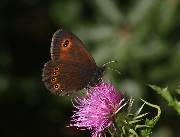 Woodland Ringlet