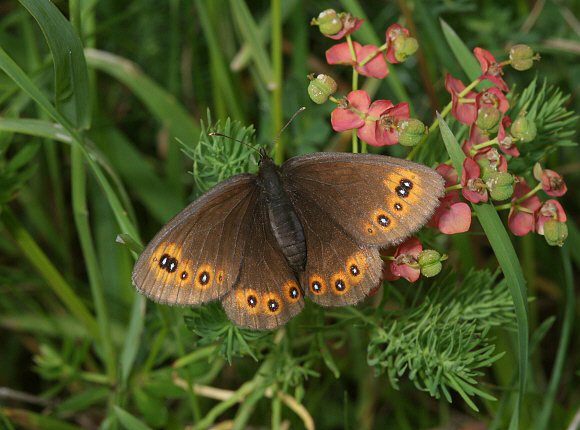 Woodland%20Ringlet%20upsPBJ001a - Learn Butterflies