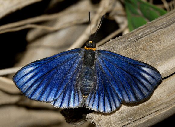 Orange-ruffed Xenandra