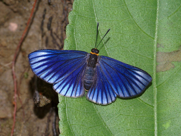 Xenandra%20poliotactis%20001a - Learn Butterflies