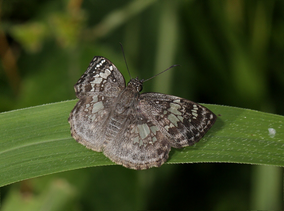 Glassy-winged Skipper