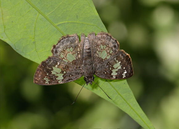 Xenophanes tryxus, Catarata Bayoz, Le Merced, Peru - Adrian Hoskins