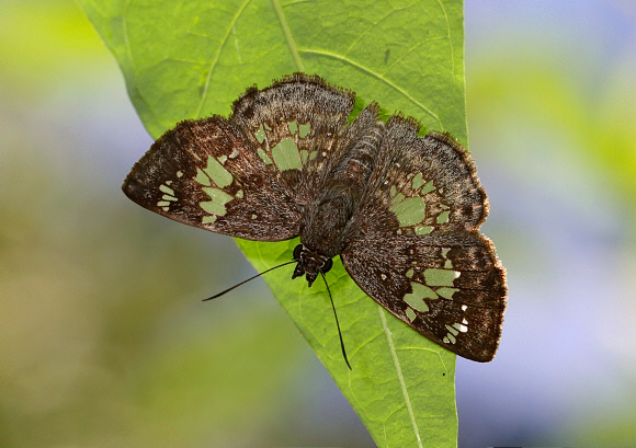 Xenophanes tryxus, Catarata Bayoz, Le Merced, Peru - Adrian Hoskins