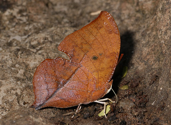 Isodora Leafwing