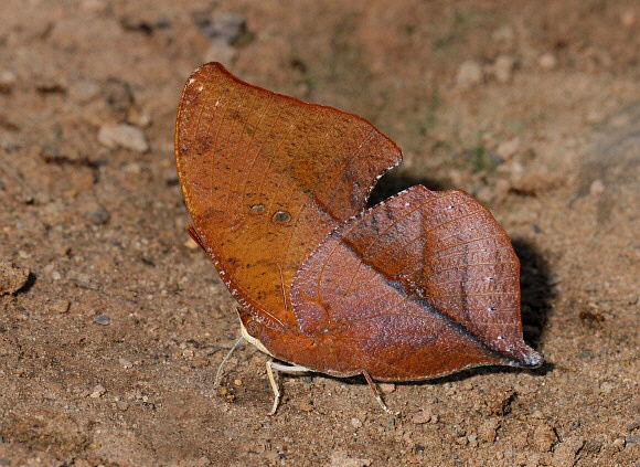 Zaretis%20itys%201327 001a - Learn Butterflies