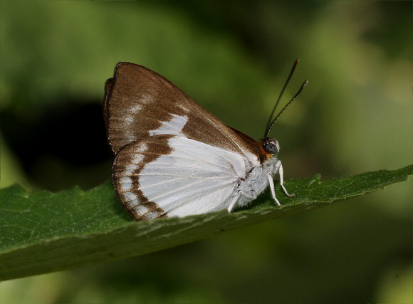 Stichel’s Hermit