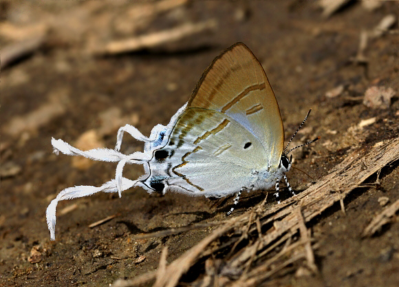 Zeltus amasa Manas, Assam, India - Adrian Hoskins