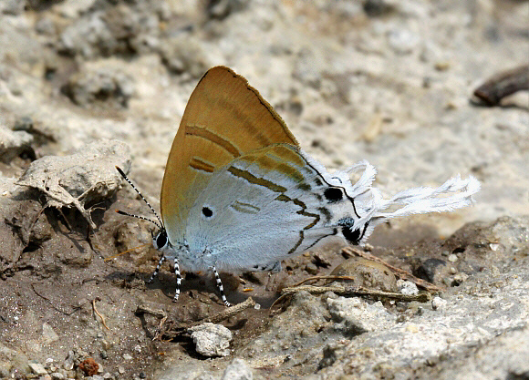 Zeltus amasa Manas, Assam, India - Adrian Hoskins