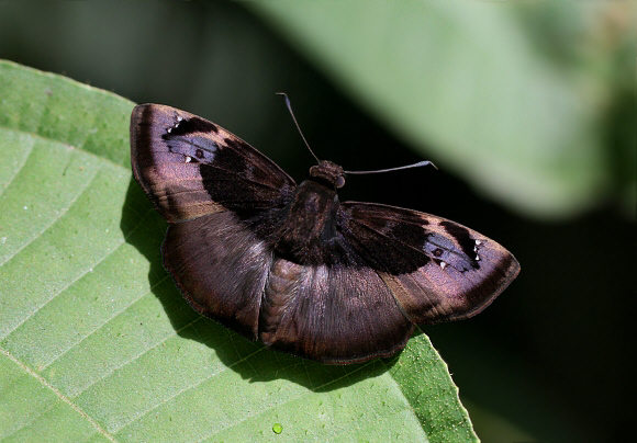 Hosta Spreadwing