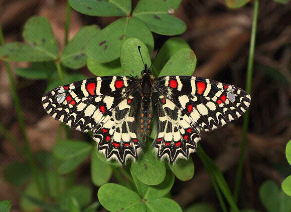 Spanish Festoon