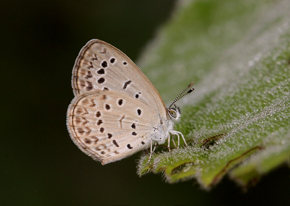 Dark Grass Blue