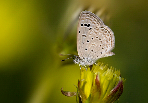 Zizeeria karsandra Mumbai, India - Anand Narkevar