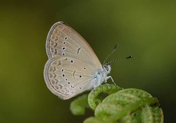 Common Grass Blue