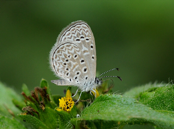 Zizula cyna, Tingo Maria, Peru - Peter Maddison