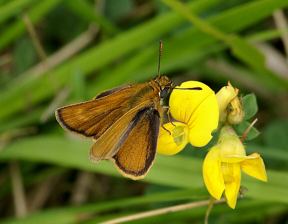 Lulworth Skipper