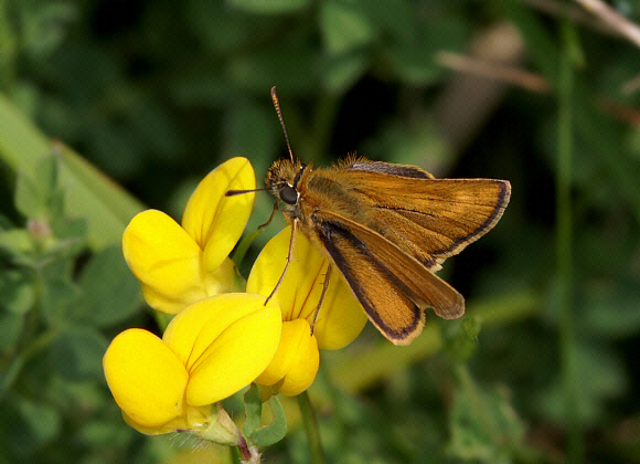 acteon%20birdsfoot%20043res - Learn Butterflies