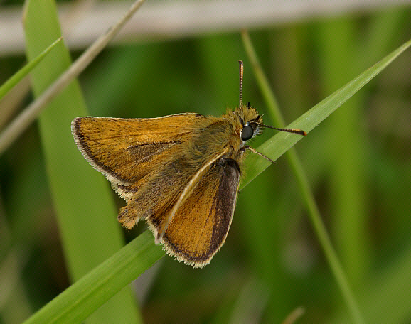 acteon%20male%20035res - Learn Butterflies