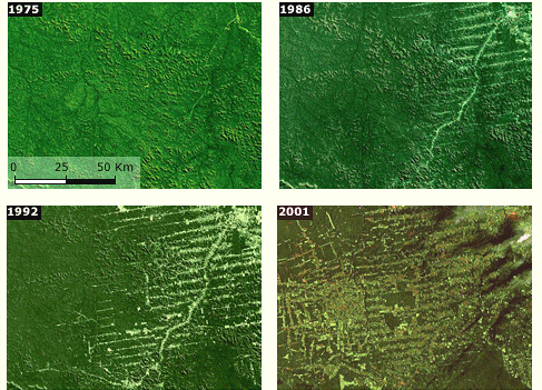 aerial%20amazon - Learn Butterflies