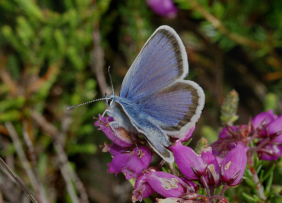 Heathlands and moors