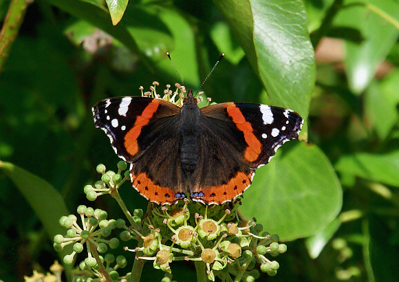 atalanta%20ivy%20006 - Learn Butterflies