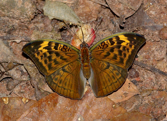 Bebearia sophus male, Bobiri, Ghana – Peter Bygate