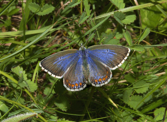 bellargus%20580a - Learn Butterflies
