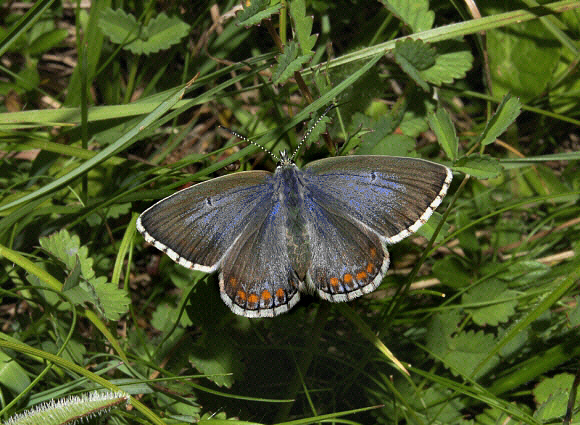 bellargus%20female%20001a - Butterflies Store