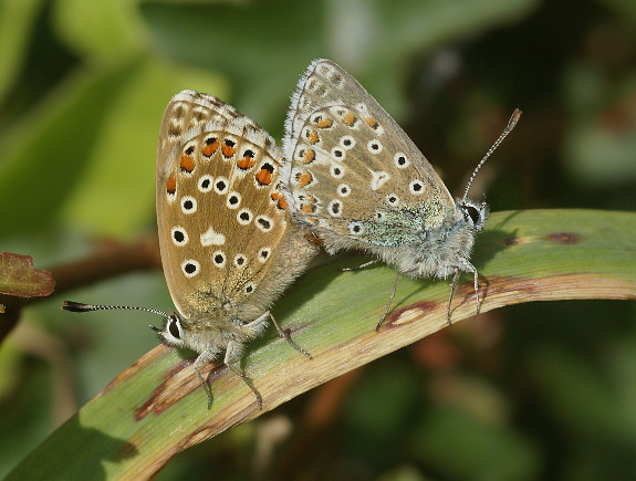 bellargus%20incop%20001 - Learn Butterflies