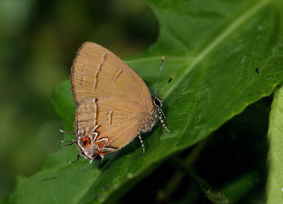 Gentilla Groundstreak