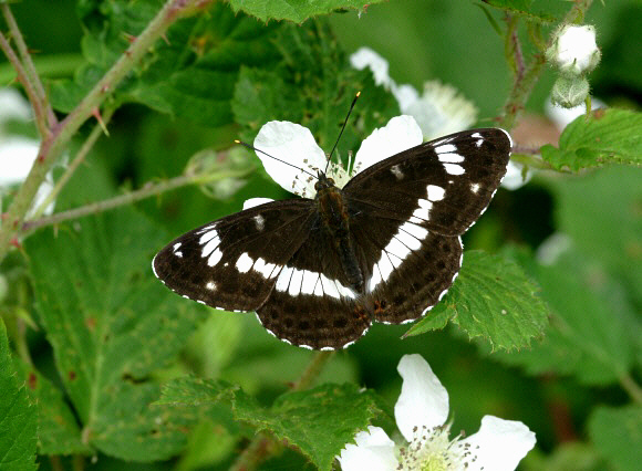 camilla%20044b - Learn Butterflies