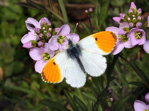 cardamines%20dunsfold%20014a - Learn Butterflies