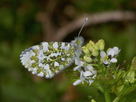 cardamines%20fem%20gar%20001 - Learn Butterflies