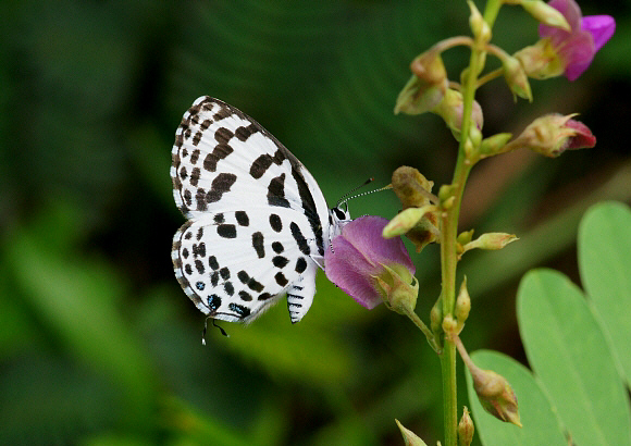 Castalius rosimon, Weligaththa, Sri Lanka - Adrian Hoskins