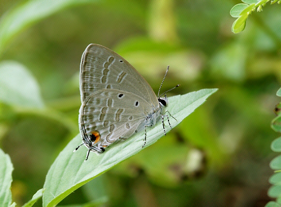 Catochrysops strabo, male, Weligaththa, Sri Lanka - Adrian Hoskins