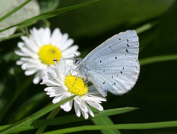 celastrina%20daisy%20001a - Learn Butterflies