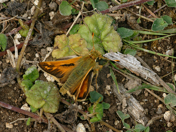 comma%20earth%20001a - Learn Butterflies