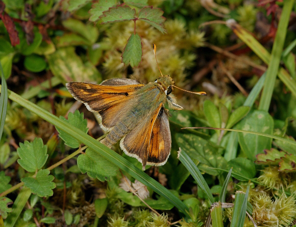 comma%20grass%20004a - Learn Butterflies