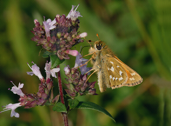 comma%20nectar%20001web - Learn Butterflies