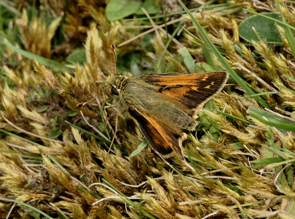 Silver-spotted Skipper