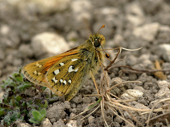 comma%20stockuns%20002a - Learn Butterflies