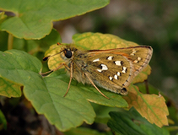 comma%20syc%20004b - Learn Butterflies