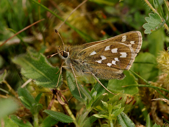 Hesperia comma, female - Adrian Hoskins