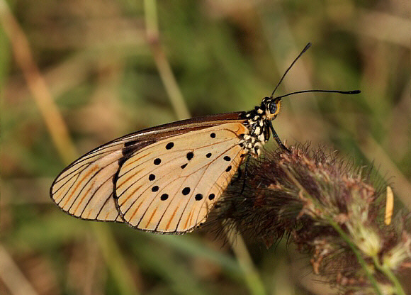 Acraea encedana, Arba Minch, Ethiopia